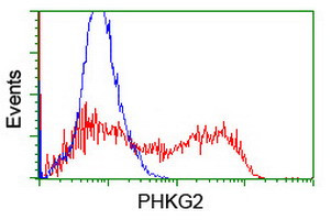 PHKG2 Antibody in Flow Cytometry (Flow)