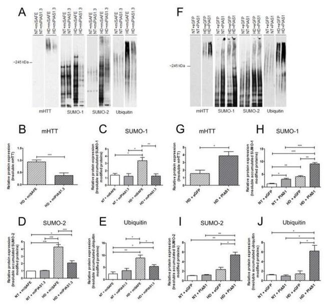 PIAS1 Antibody in Western Blot (WB)