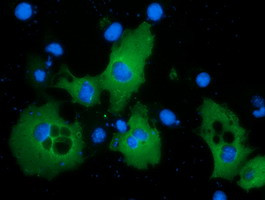 PIK3AP1 Antibody in Immunocytochemistry (ICC/IF)