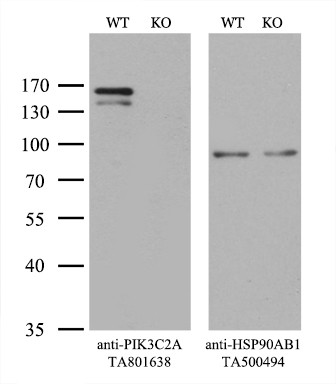 PIK3C2A Antibody