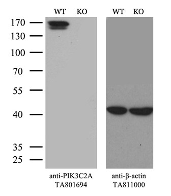 PIK3C2A Antibody