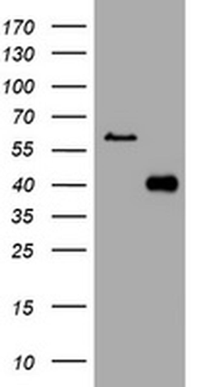 PIK3C2A Antibody in Western Blot (WB)