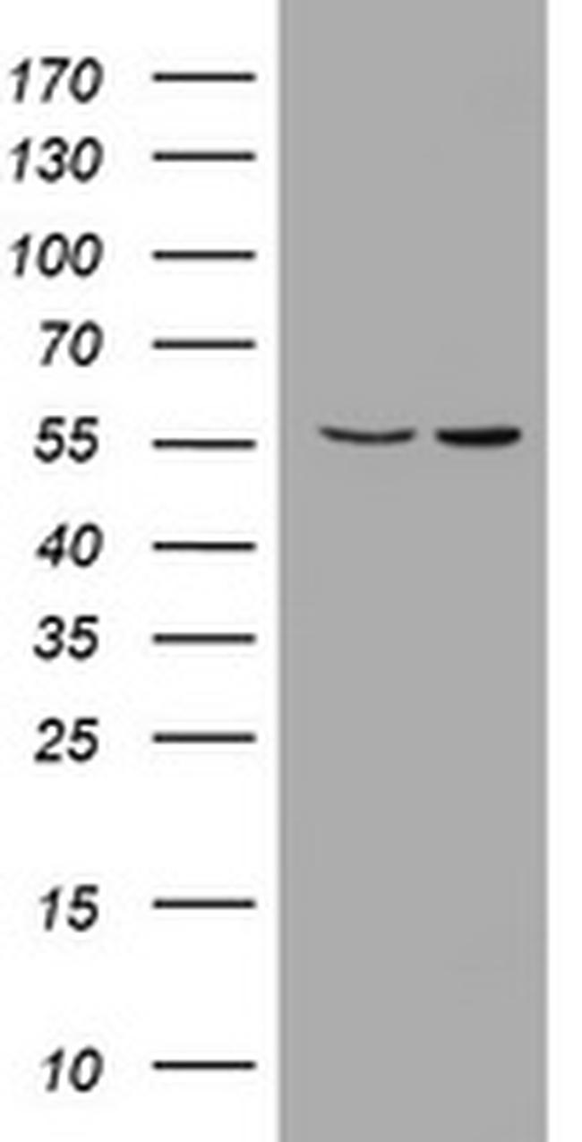 PIK3CD Antibody in Western Blot (WB)