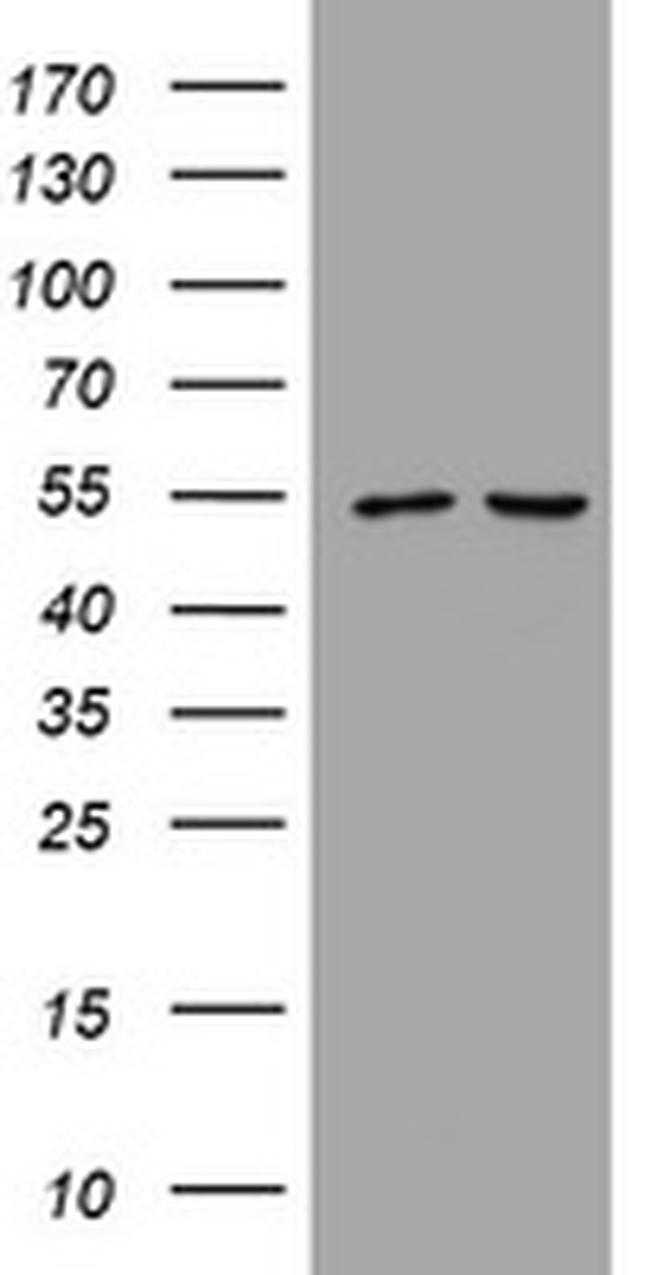 PIK3CD Antibody in Western Blot (WB)