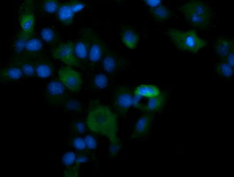 PIK3CG Antibody in Immunocytochemistry (ICC/IF)