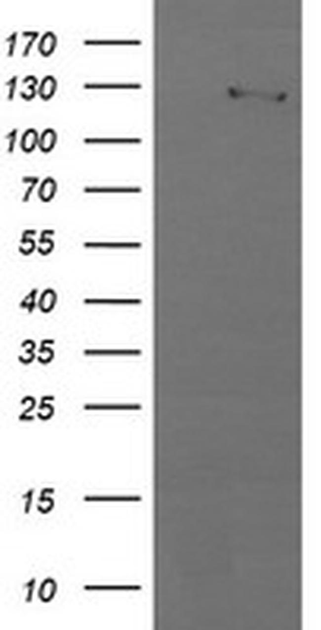 PIK3CG Antibody in Western Blot (WB)