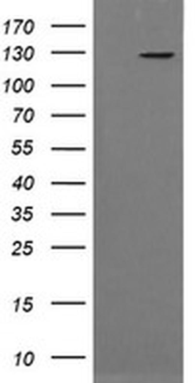 PIK3CG Antibody in Western Blot (WB)