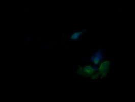 PIK3R5 Antibody in Immunocytochemistry (ICC/IF)