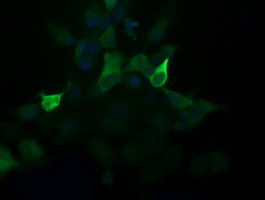 PIK3R5 Antibody in Immunocytochemistry (ICC/IF)