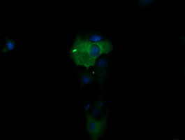 PIK3R5 Antibody in Immunocytochemistry (ICC/IF)