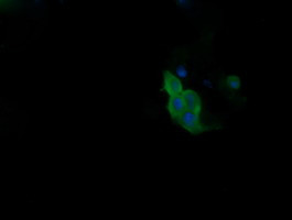 PIK3R5 Antibody in Immunocytochemistry (ICC/IF)