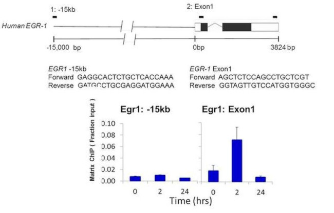 PIM1 Antibody in ChIP Assay (ChIP)