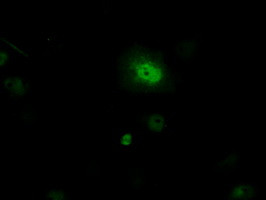 PIM2 Antibody in Immunocytochemistry (ICC/IF)