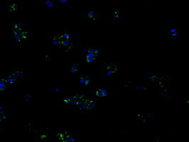 PIM2 Antibody in Immunocytochemistry (ICC/IF)