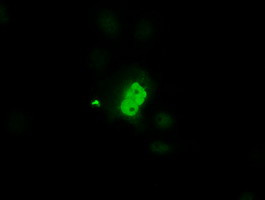 PIM2 Antibody in Immunocytochemistry (ICC/IF)