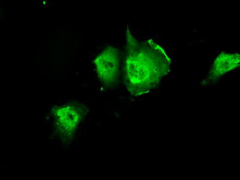 PIM2 Antibody in Immunocytochemistry (ICC/IF)