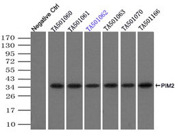 PIM2 Antibody in Immunoprecipitation (IP)