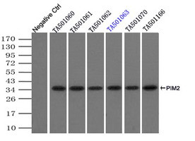 PIM2 Antibody in Immunoprecipitation (IP)