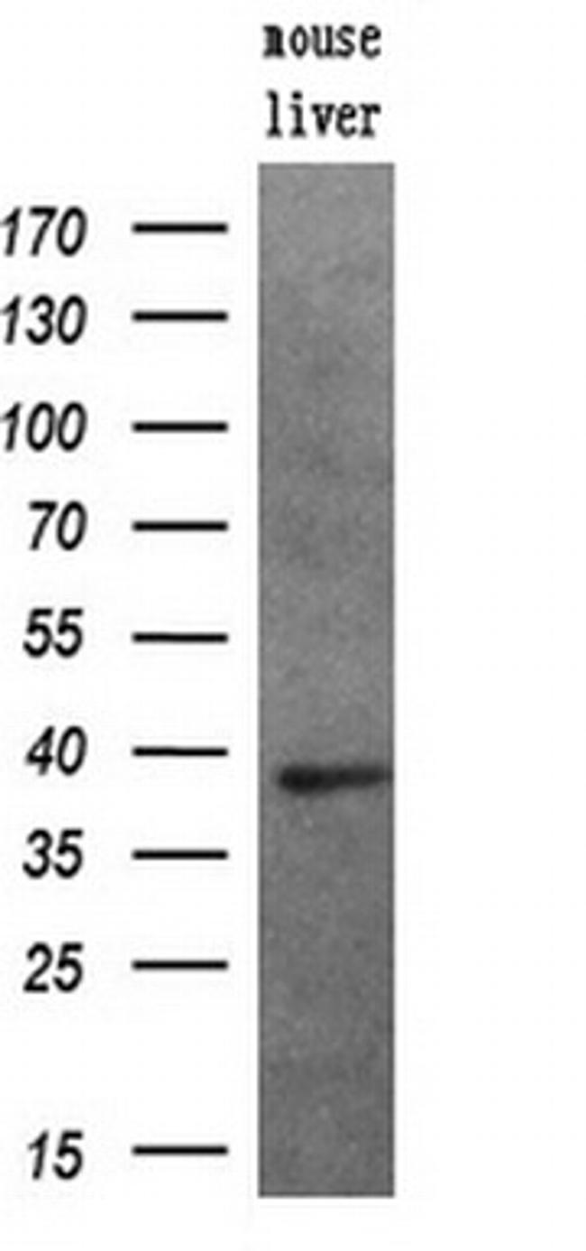 PIM2 Antibody in Western Blot (WB)