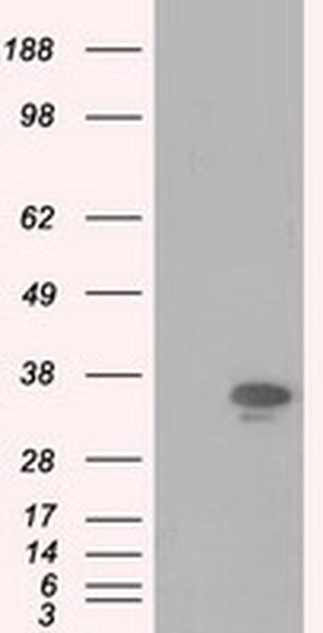 PIM2 Antibody in Western Blot (WB)