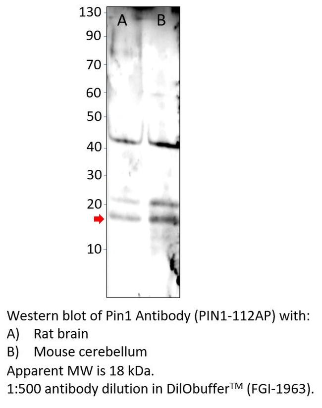 Pin1 Antibody in Western Blot (WB)