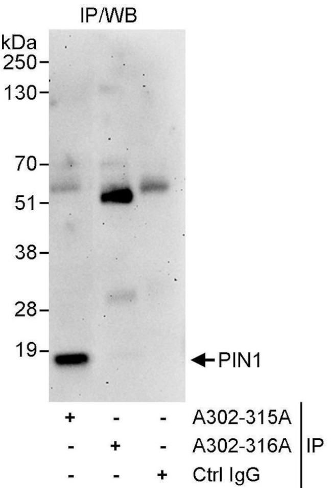 PIN1 Antibody in Immunoprecipitation (IP)