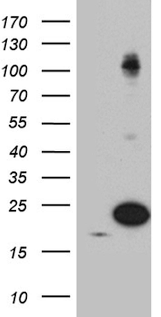 PIN1 Antibody in Western Blot (WB)