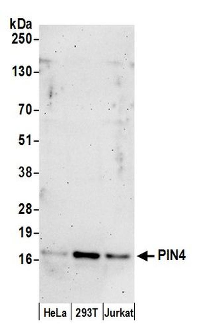 PIN4 Antibody in Western Blot (WB)