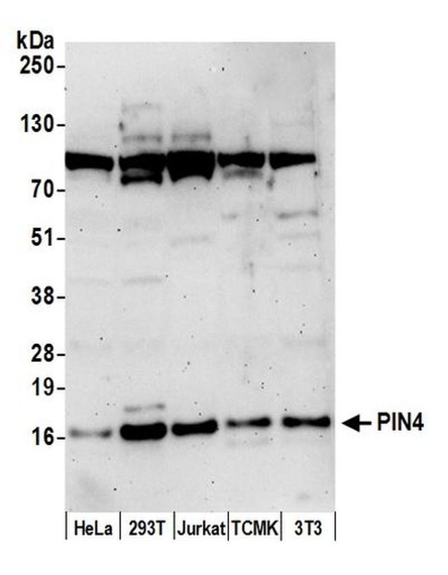 PIN4 Antibody in Western Blot (WB)