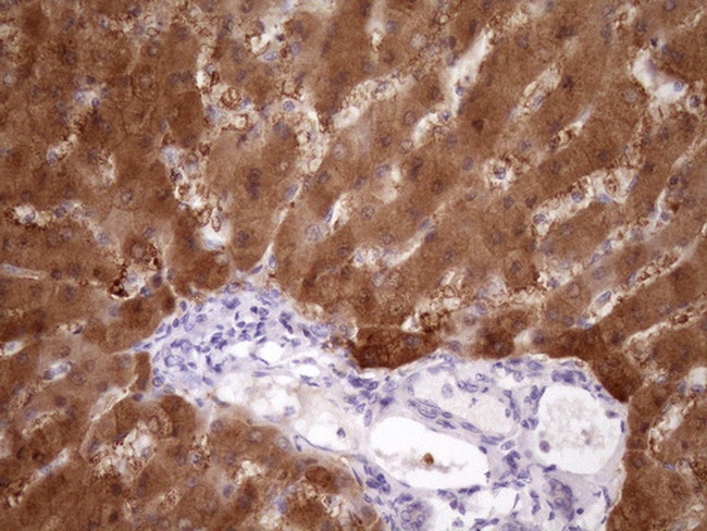 PIN4 Antibody in Immunohistochemistry (Paraffin) (IHC (P))