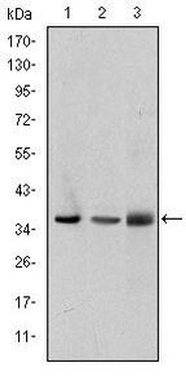 LIMS1 Antibody in Western Blot (WB)