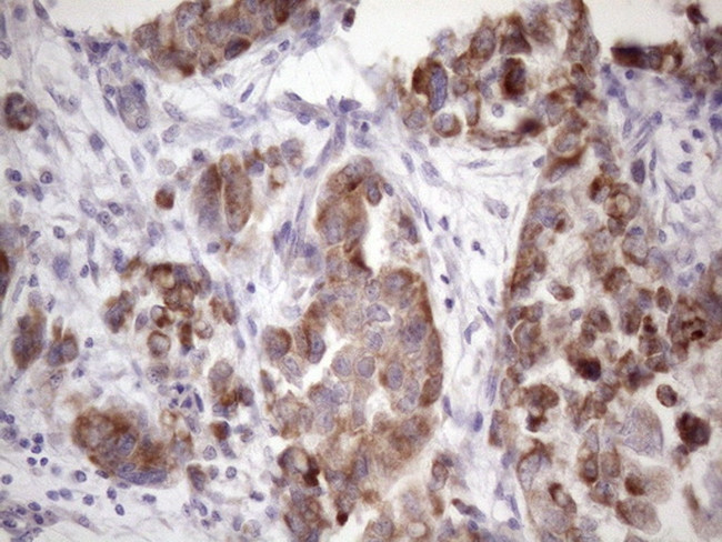 PISD Antibody in Immunohistochemistry (Paraffin) (IHC (P))