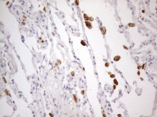 PISD Antibody in Immunohistochemistry (Paraffin) (IHC (P))