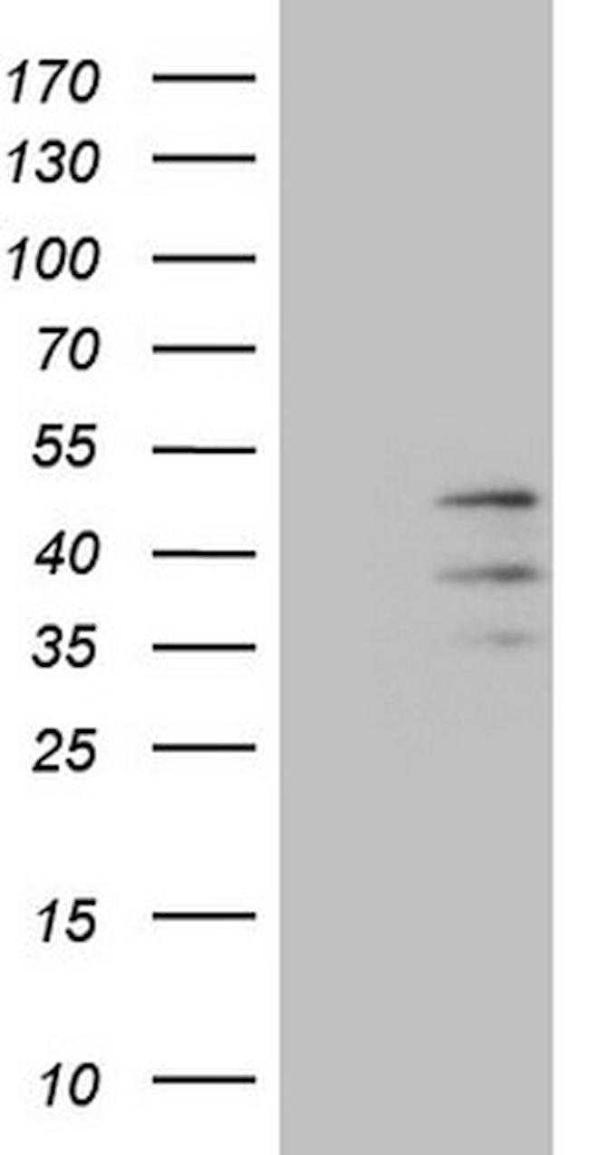 PISD Antibody in Western Blot (WB)