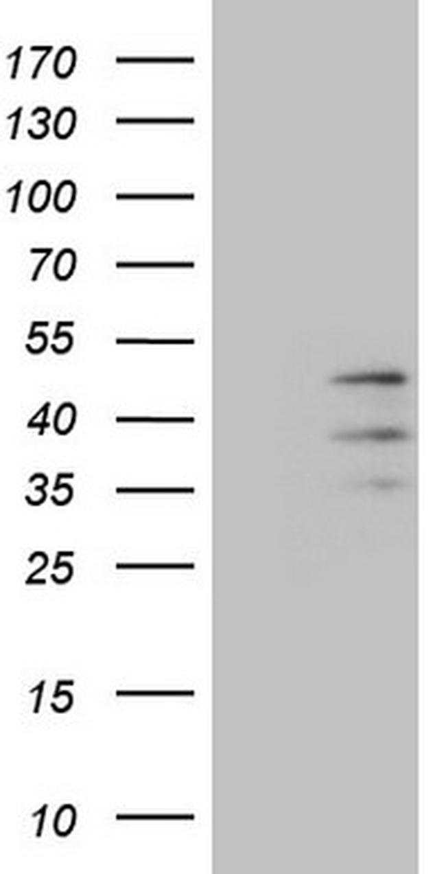 PISD Antibody in Western Blot (WB)