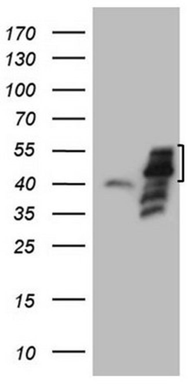 PISD Antibody in Western Blot (WB)