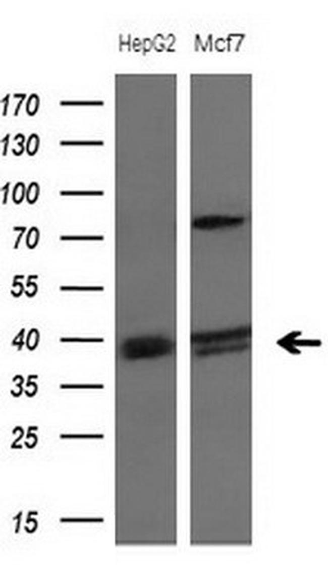 PISD Antibody in Western Blot (WB)