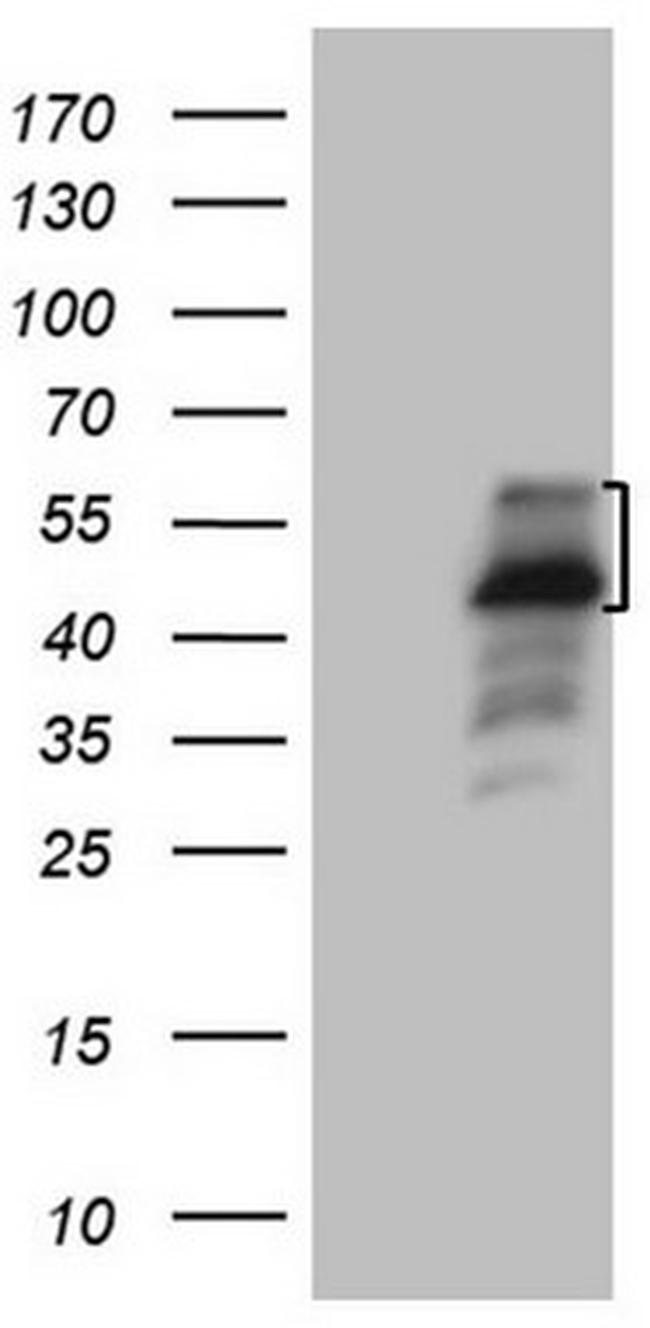 PISD Antibody in Western Blot (WB)