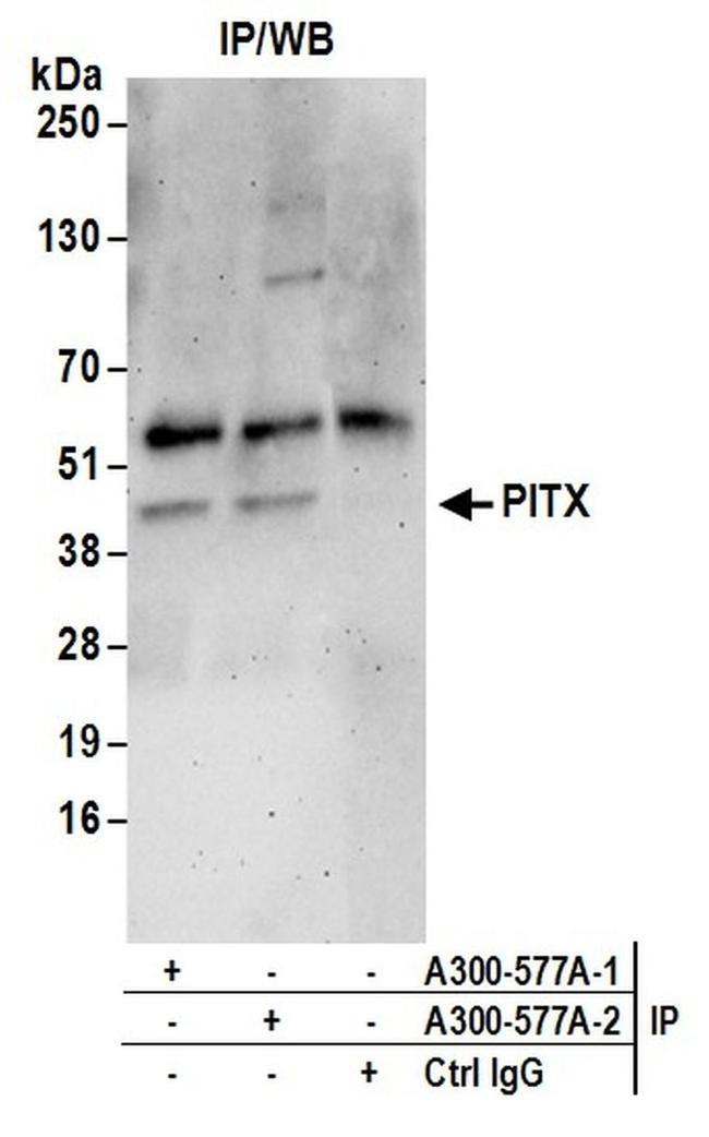 PITX1 Antibody in Western Blot (WB)