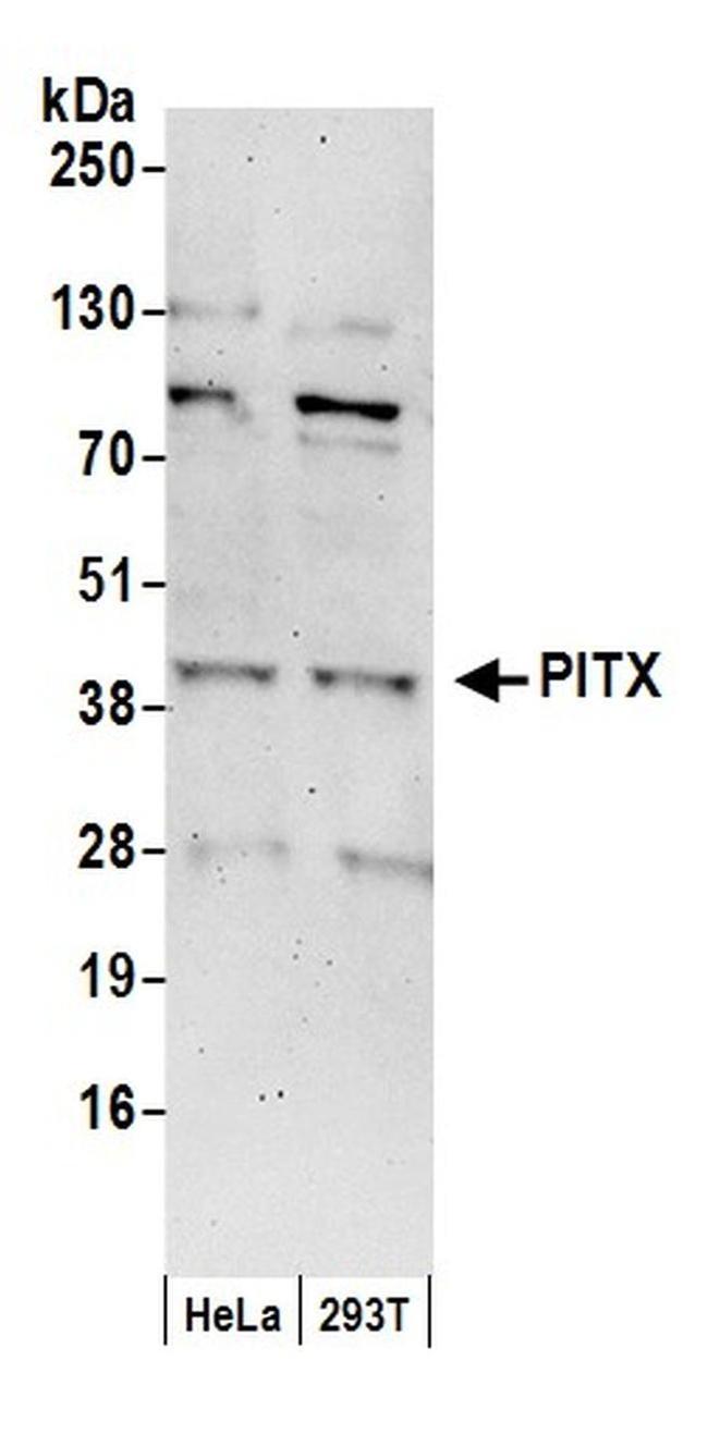 PITX1 Antibody in Western Blot (WB)