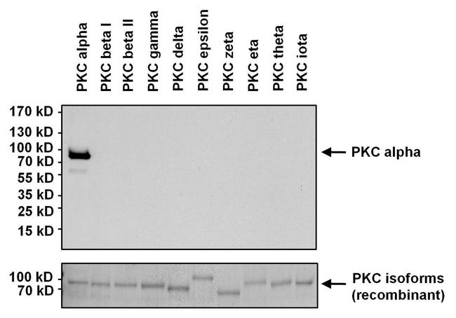 PKC alpha Antibody in Western Blot (WB)