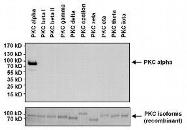 PKC alpha Antibody in Western Blot (WB)