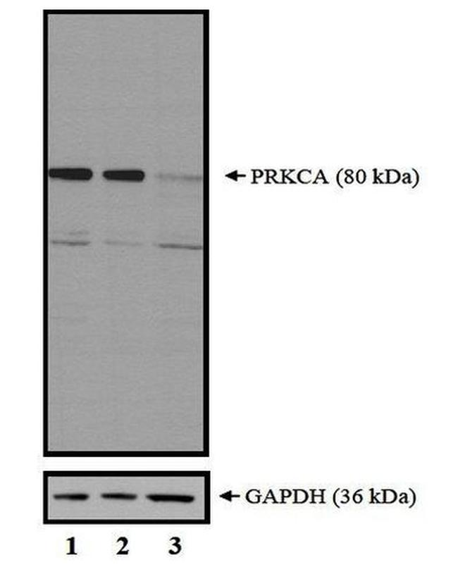 PKC alpha Antibody in Western Blot (WB)