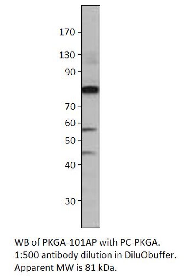 cGKI Antibody in Western Blot (WB)