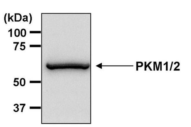 PKM1/PKM2 Antibody in Western Blot (WB)
