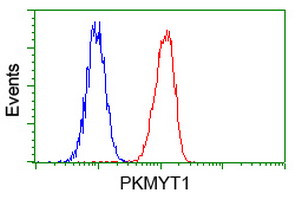 PKMYT1 Antibody in Flow Cytometry (Flow)