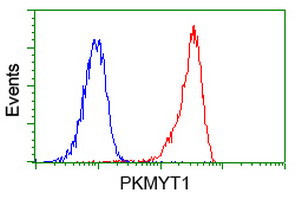 PKMYT1 Antibody in Flow Cytometry (Flow)