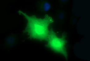 PLA2G16 Antibody in Immunocytochemistry (ICC/IF)