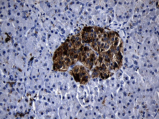 PLAC8 Antibody in Immunohistochemistry (Paraffin) (IHC (P))