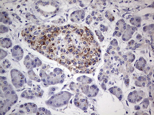 PLAU Antibody in Immunohistochemistry (Paraffin) (IHC (P))